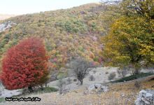 گزارش تصویری از فصل پاییز در جنگل ابر شاهرود